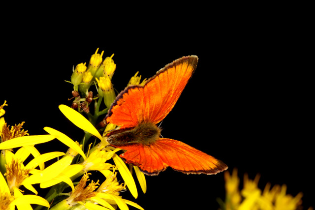 Lycaena virgaureae - Copyright Denis Bourgeois